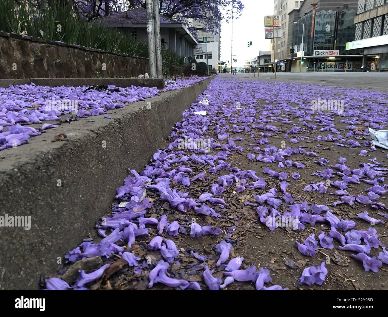 Jacaranda Blumen auf der Straße Stockfoto