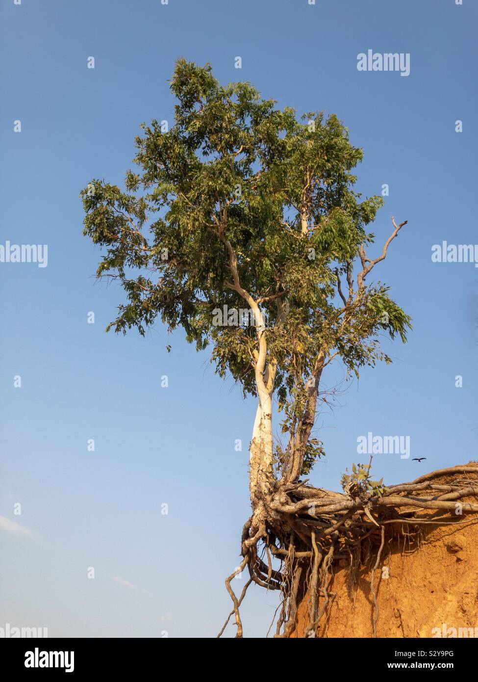 Baum am Rand einer Klippe mit seinen Wurzeln durch die Erosion ausgesetzt. Stockfoto