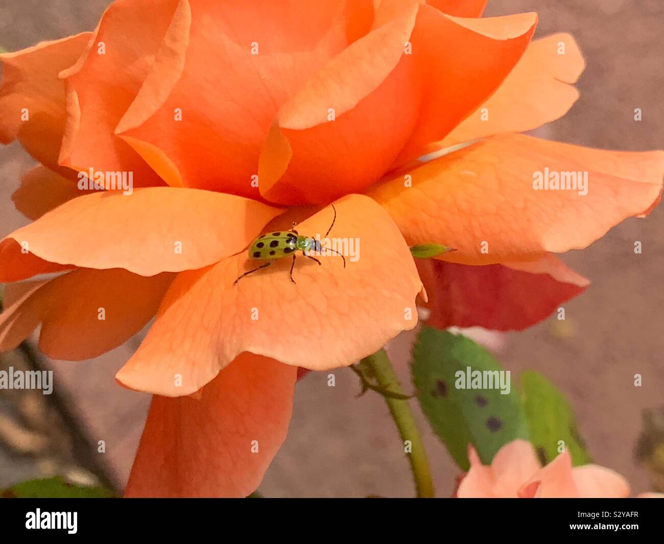 Gefleckten Gurke Käfer, südlichen Maiswurzelbohrer, Diabrotica undecimpunctata, grüne Käfer aufwachen um eine schöne rose bloom Stockfoto