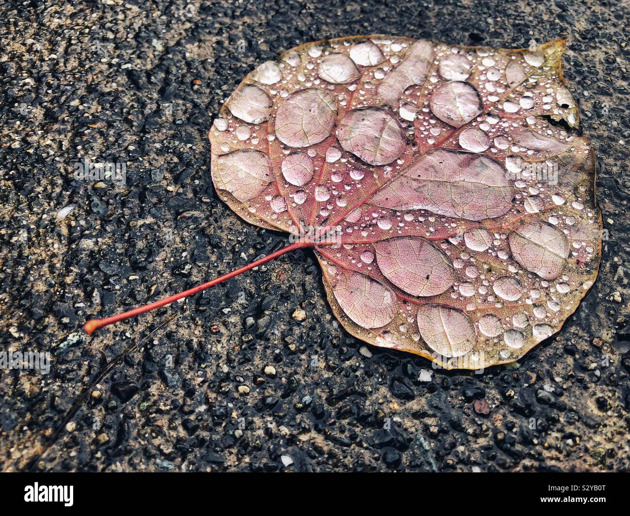 Wassertropfen auf Herbst herzförmige Blatt auf Pflaster Stockfoto
