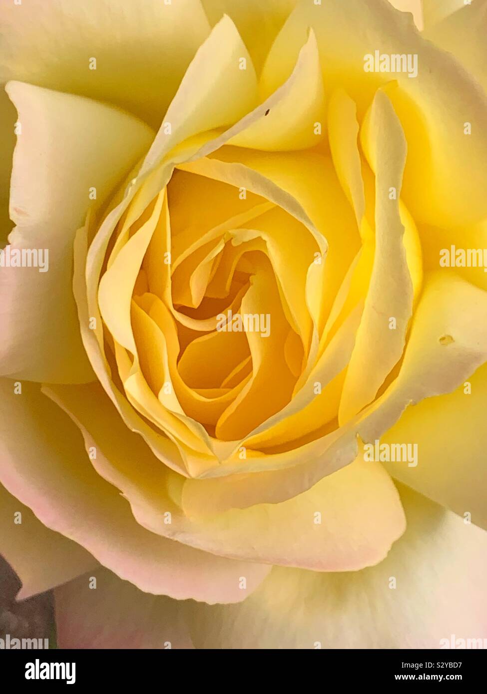 Nahaufnahme von einem einzigen Schöne gelbe Rose blühen. Stockfoto