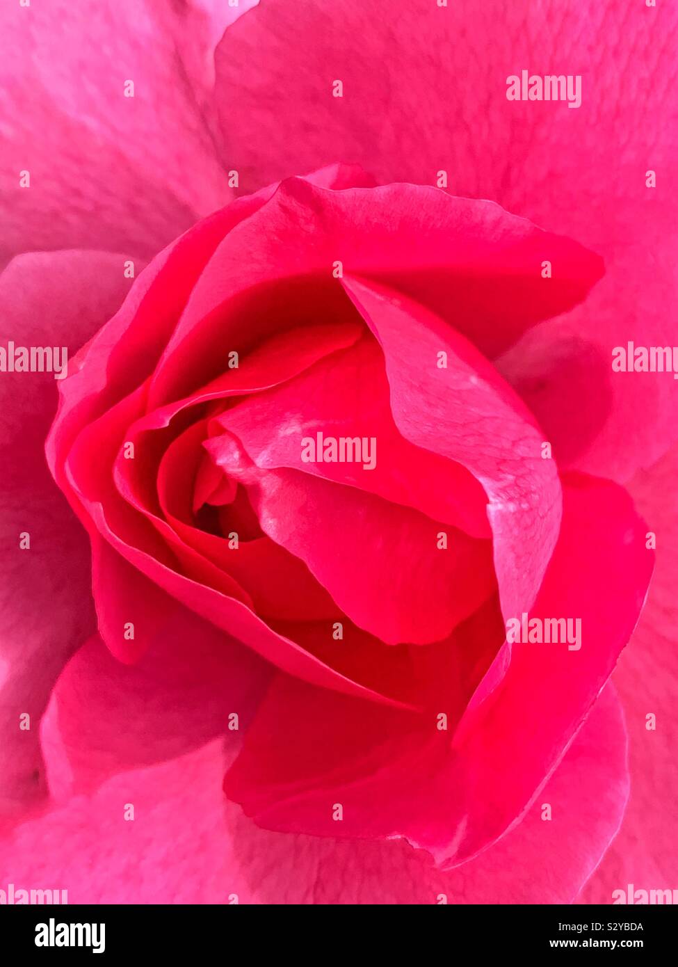 Nahaufnahme von einem schönen rosa Rose blühen. Stockfoto