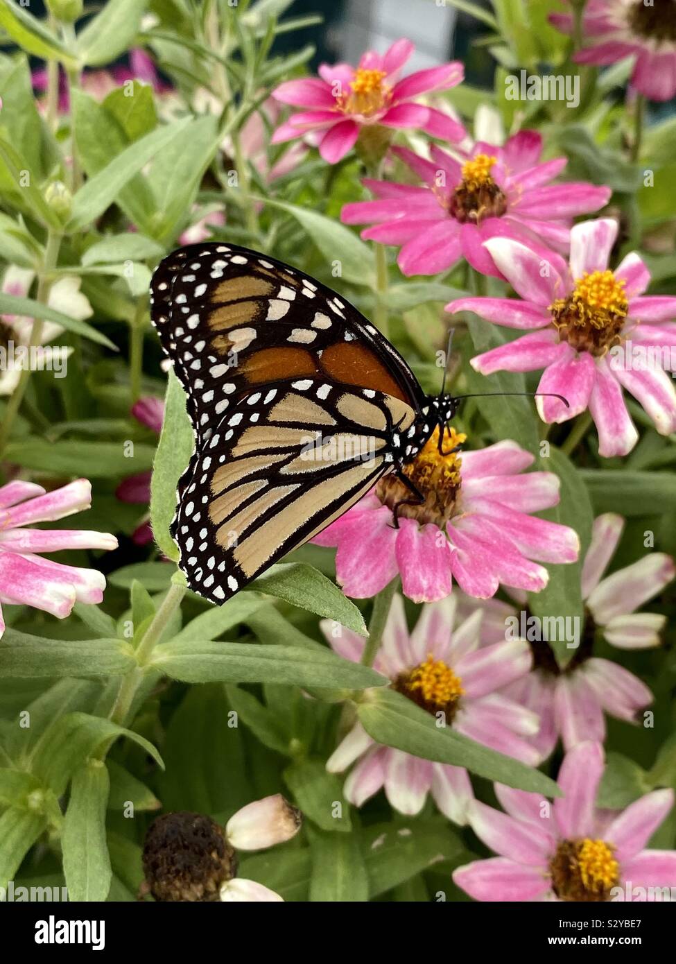 Nahaufnahme einer monarch butterfly auf Rosa daisy flowers Stockfoto