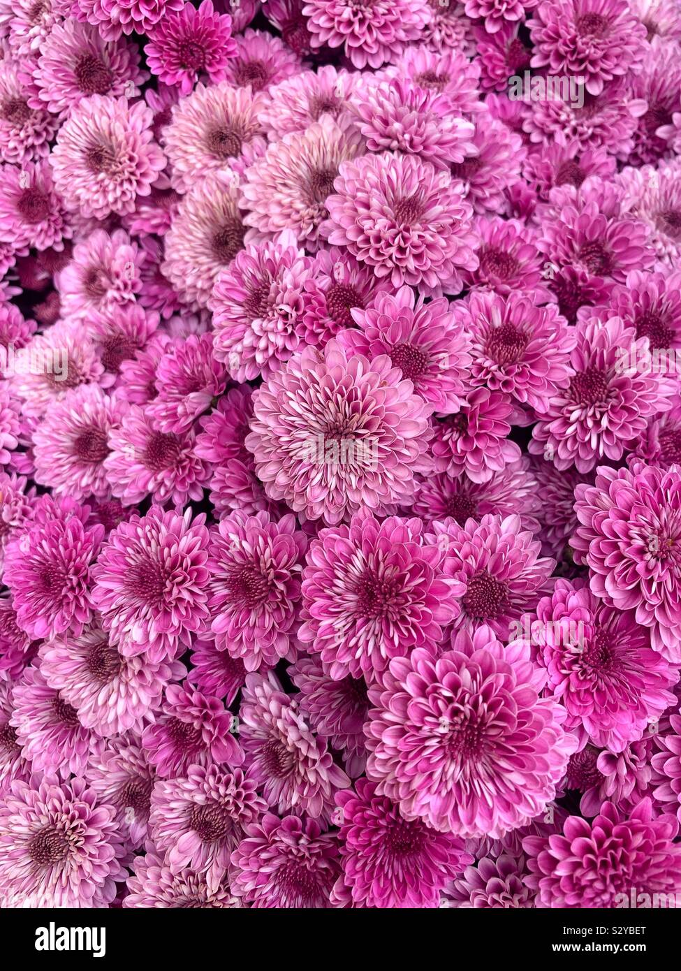 Viele schöne rosa Mamas Blüten Stockfoto