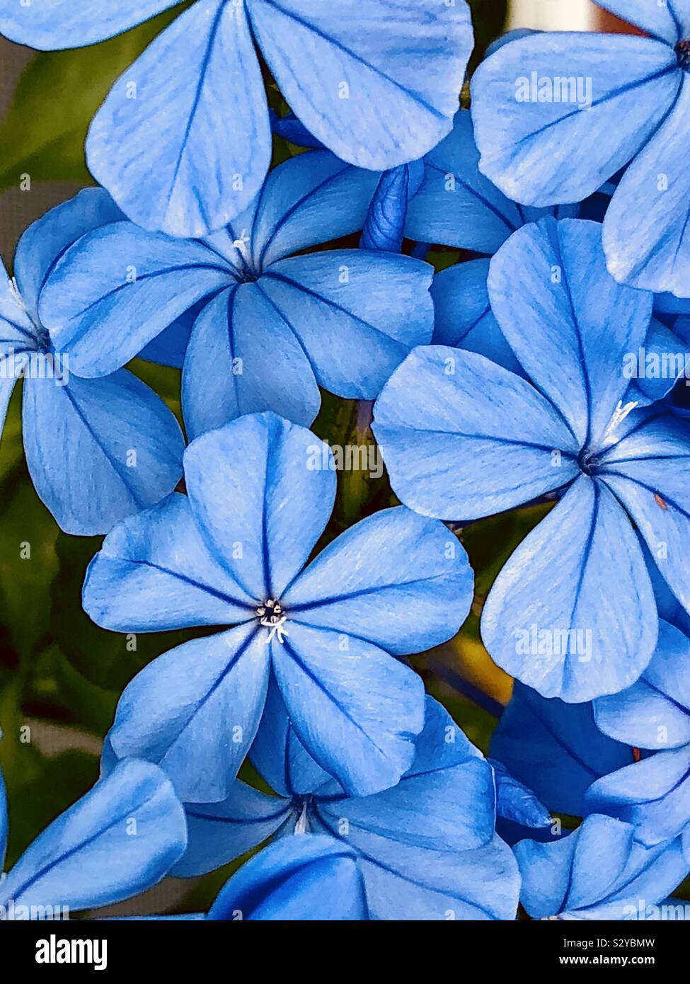 Graphit-Blüten - Smartphone-aufgenommenes Stockfoto