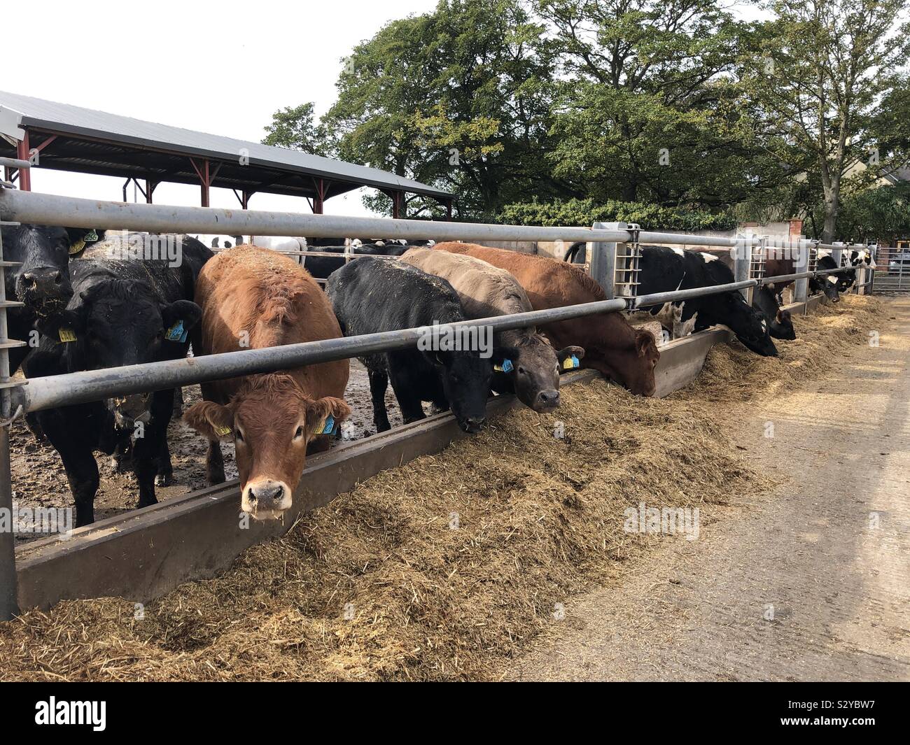 Rindfleisch finishing Vieh, Vereinigtes Königreich - Smartphone-aufgenommenes Stockfoto