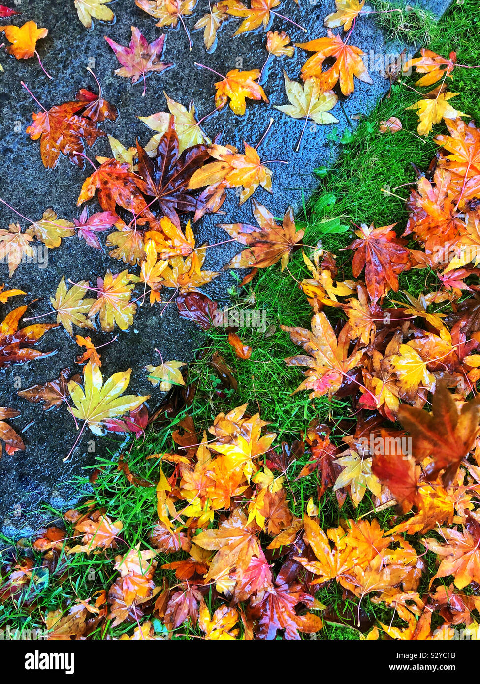 Nassen japanischen Ahorn Blätter auf dem Boden, Oktober. Stockfoto