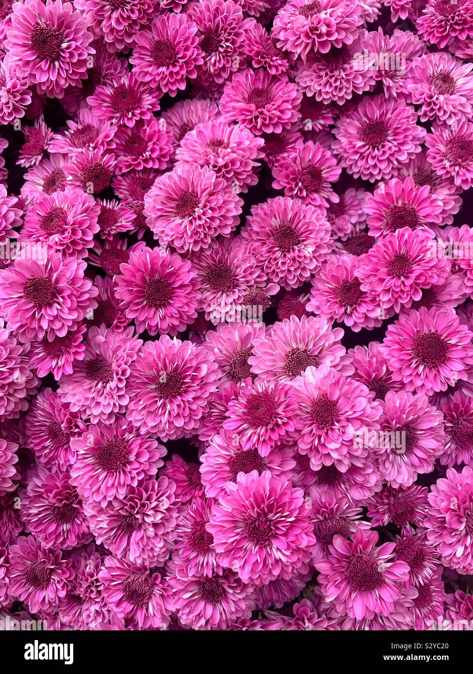 Viele schöne rosa Mamas Blüten Stockfoto