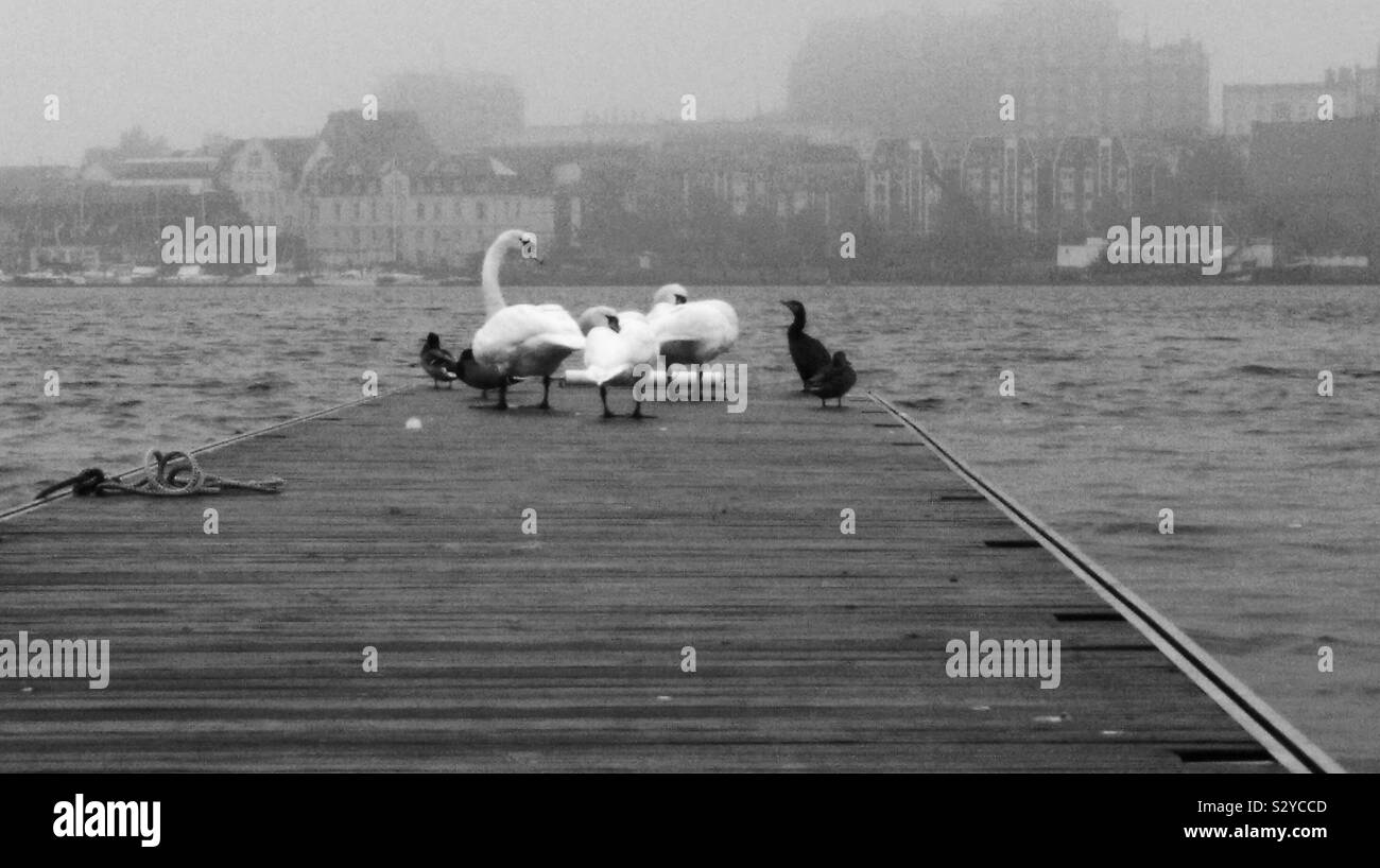 Eine dieser nebligen Herbsttage Radfahren direkt an einem Fluss und schließlich ein Vogel Konferenz anerkennen, mit Schwänen als ihre führenden Alpha Force Zwiesprache Tagesordnungen mit einem komorischen und einige eher desinteressiert gegraben Stockfoto