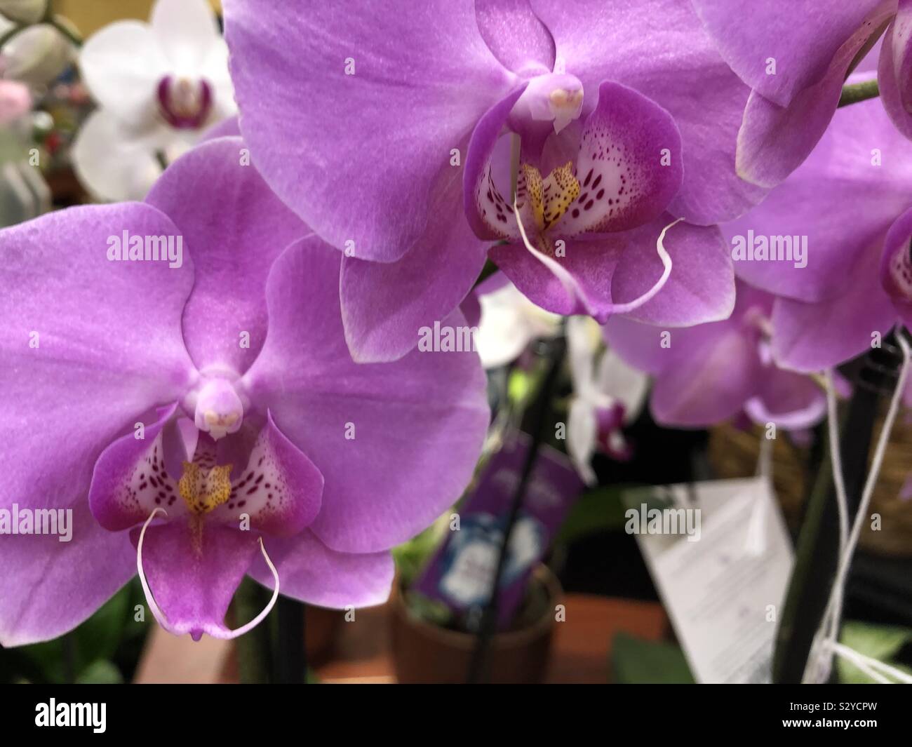Lila Orchideen auf dem Display an, weg von ihrer majestätischen Farbe in natürlicher Schönheit. Stockfoto