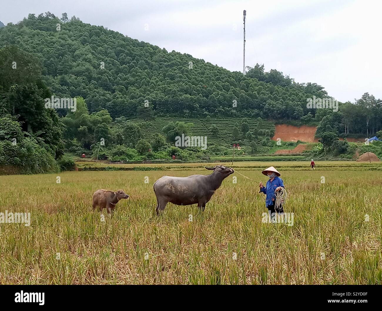 Eine vietnamesische Frau mit ihrem Wasserbüffel. - Smartphone-aufgenommenes Stockfoto