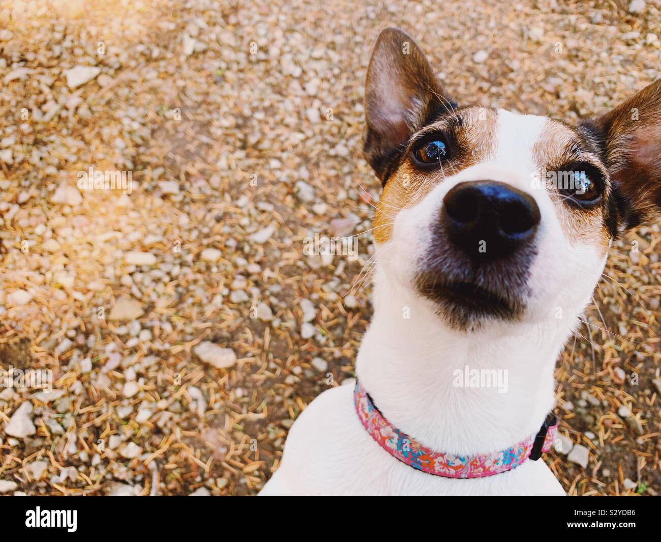 Jack Russell Terrier Hund mit lustigen Ausdruck warten auf ein Genuss im Freien. Stockfoto