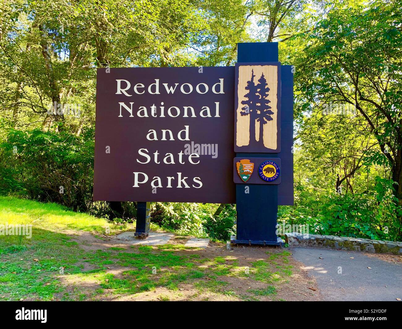Redwood National- und Staatsparks Stockfoto
