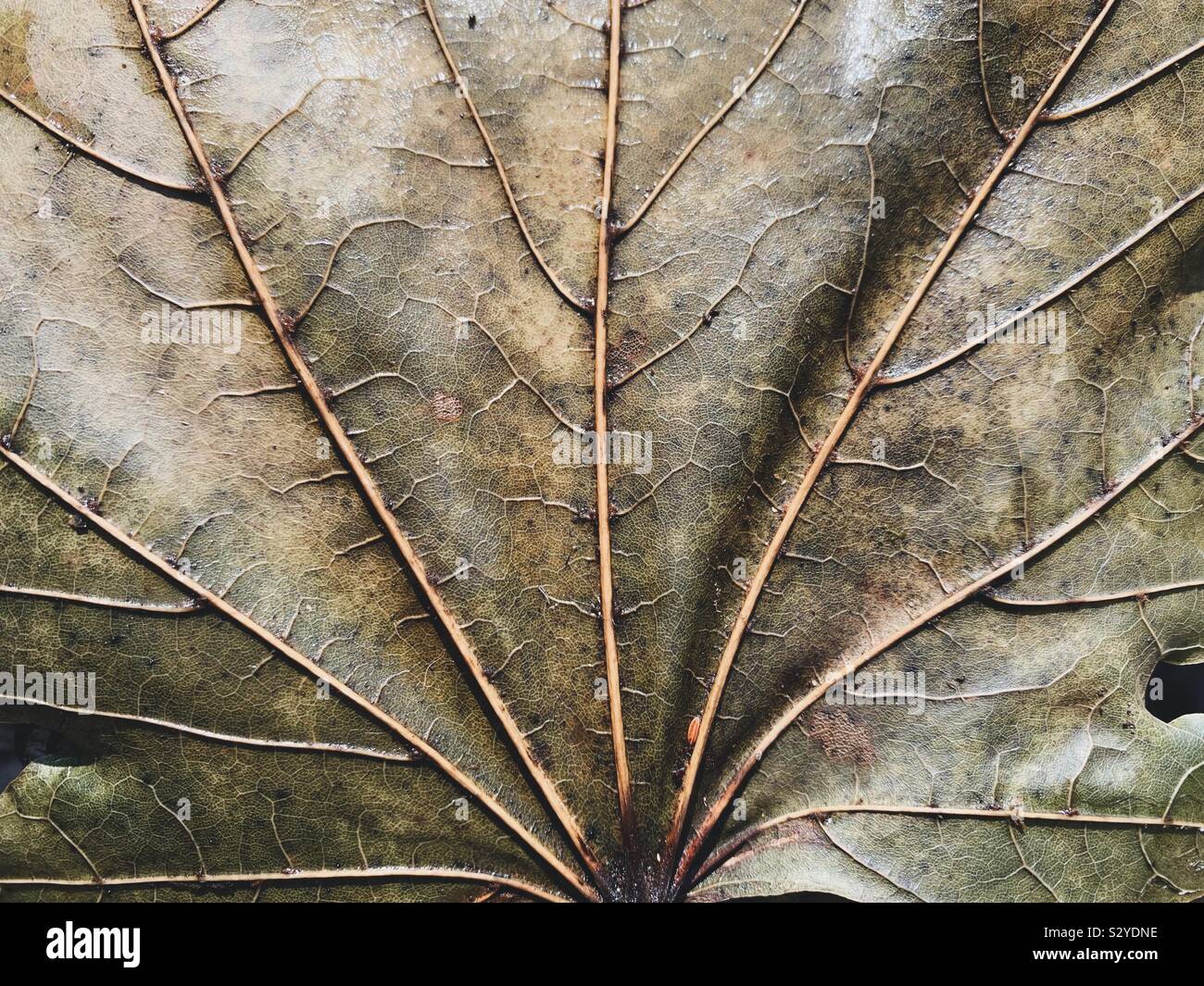 Fallen Leaf closeup, wobei alle der Schönen, komplizierten Details. Stockfoto