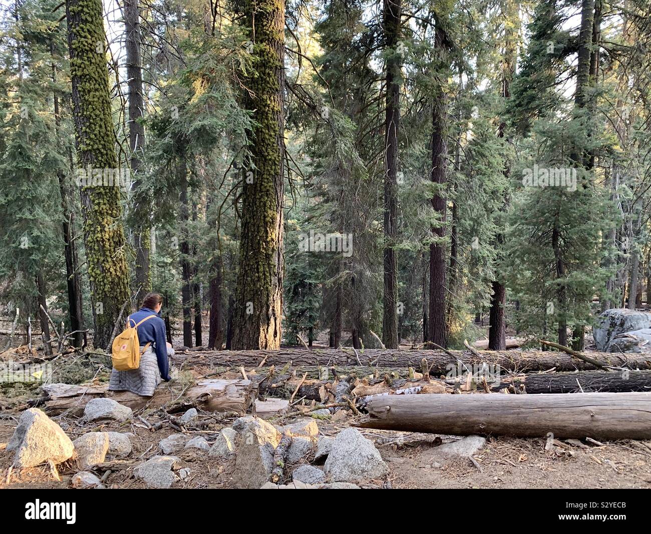 Mädchen sitzt ruhig auf einem Baumstamm im Sequoia Nationalpark Stockfoto