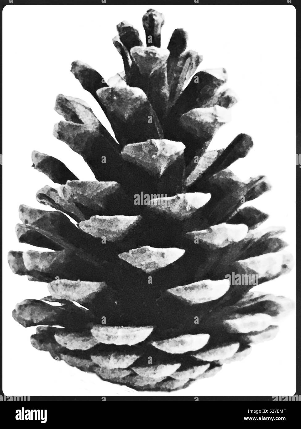 A Pine Cone in Schwarz und Weiß Stockfoto