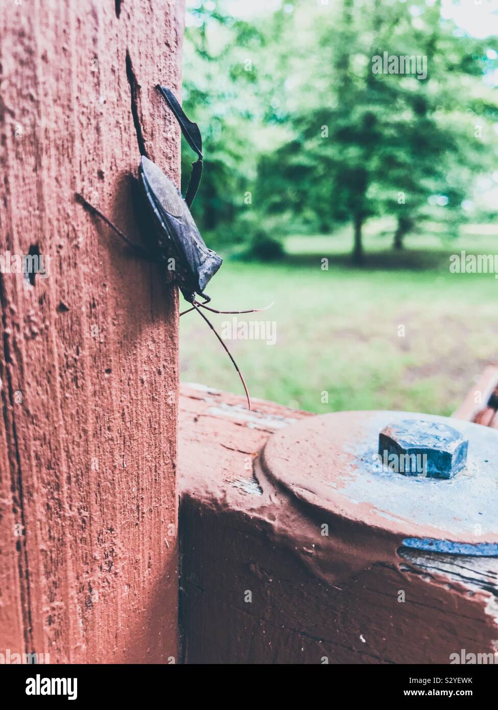 Sommer Blick von Giant Leaf-footed Bug mit einem fehlenden Bein Stockfoto