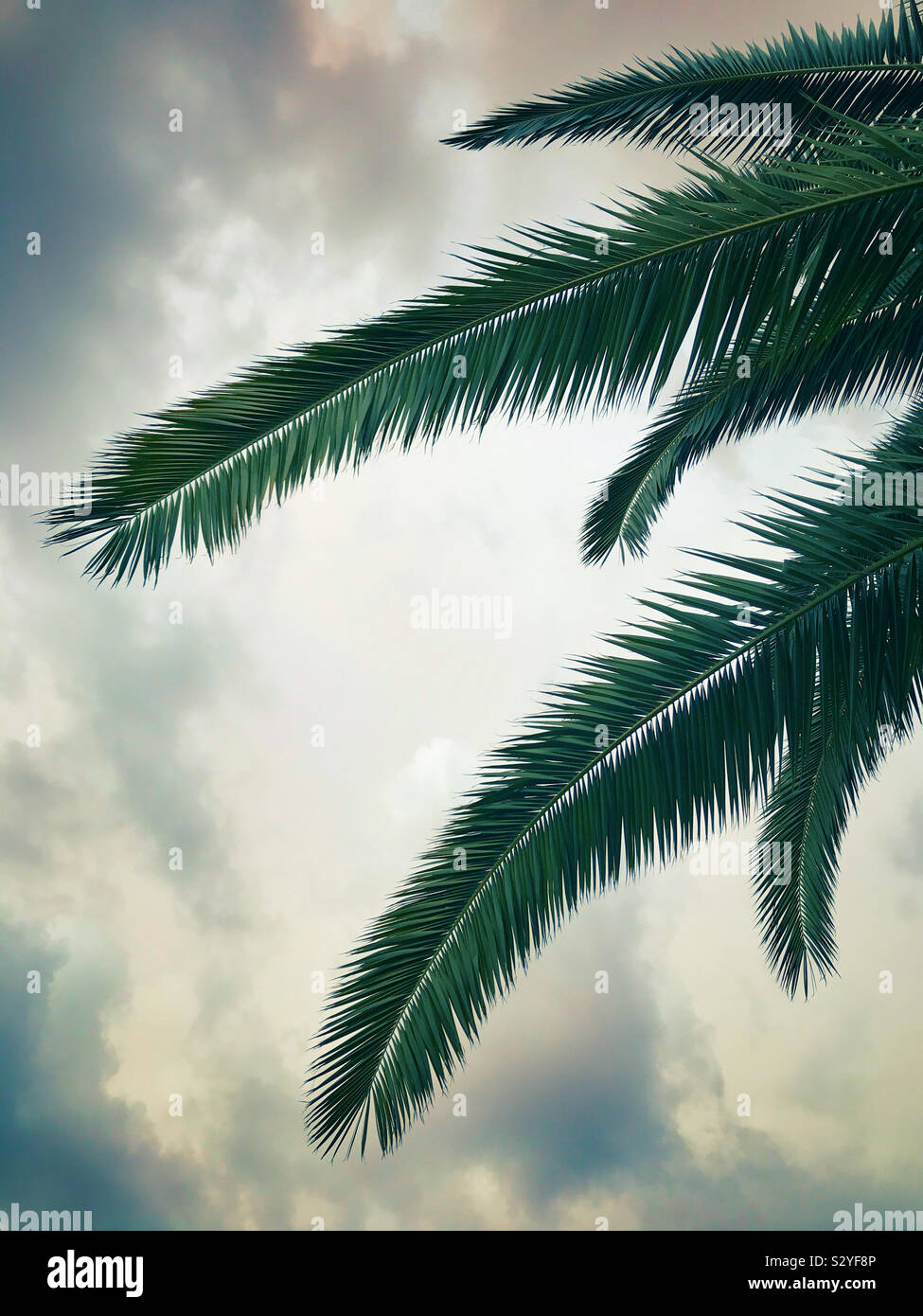 Palm Tree Blätter gegen den Himmel Stockfoto