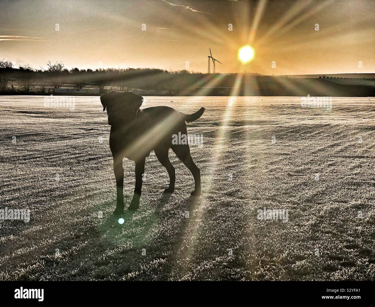 Frostigen morgen geht mit einem schwarzen Labrador Stockfoto