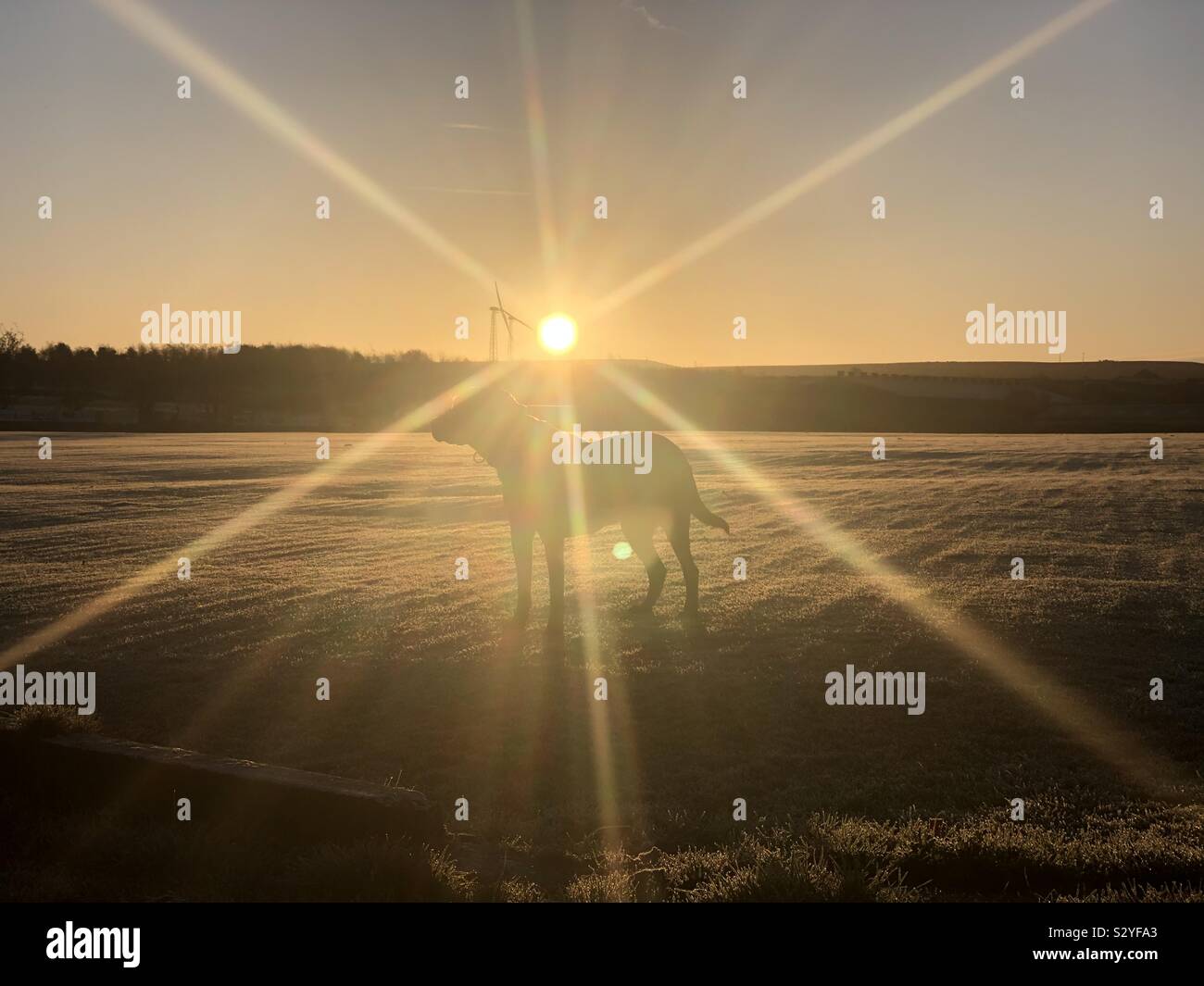 Ein schwarzer Labrador steht unter den Sonnenstrahlen eines hellen Sonne Stockfoto