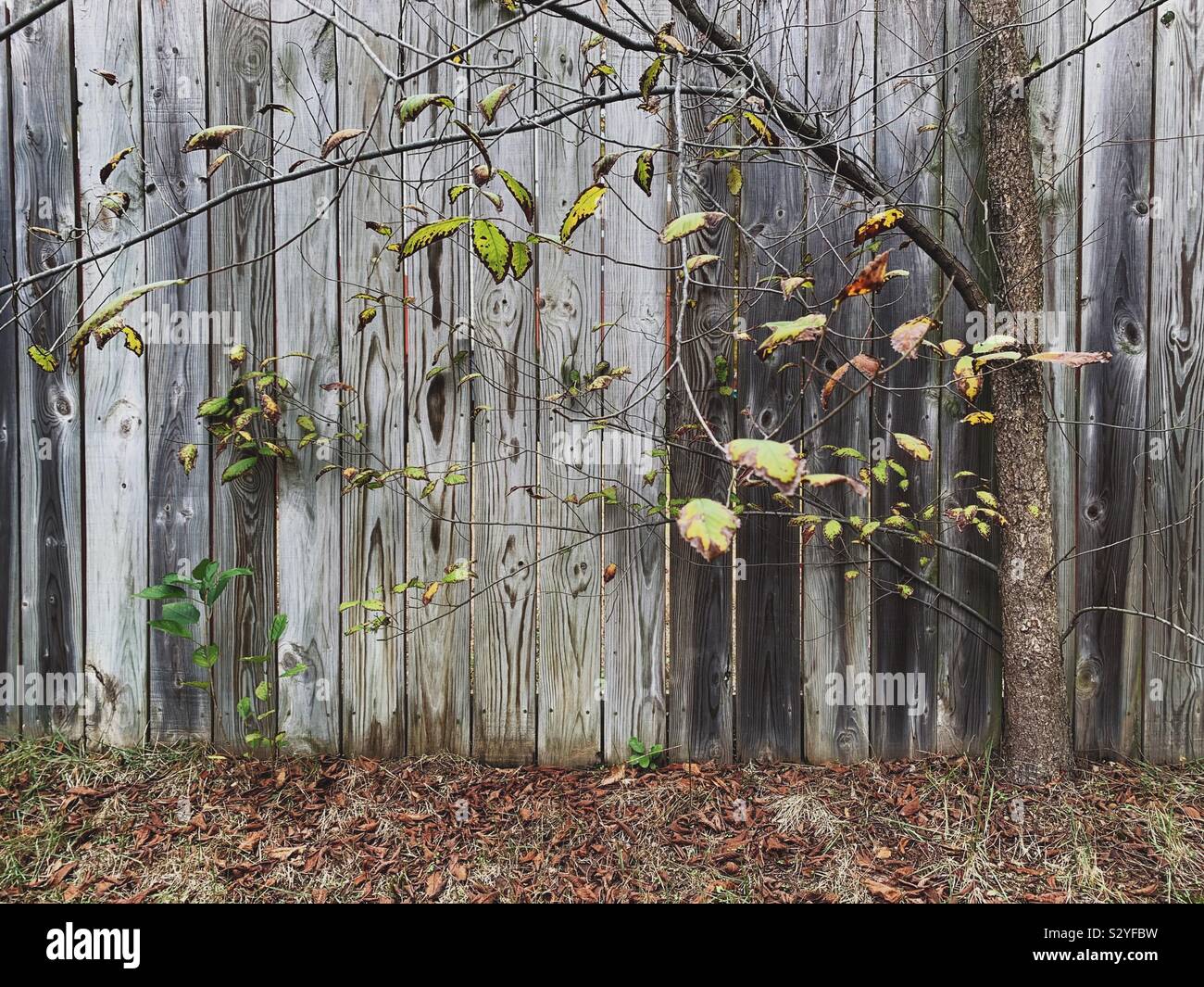 Fast nackten Herbst Baum gegen eine Holz Zaun Stockfoto