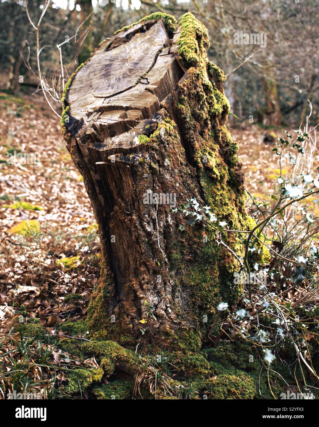 Schöne braune Baum Moos im Wald und Natur Stockfoto