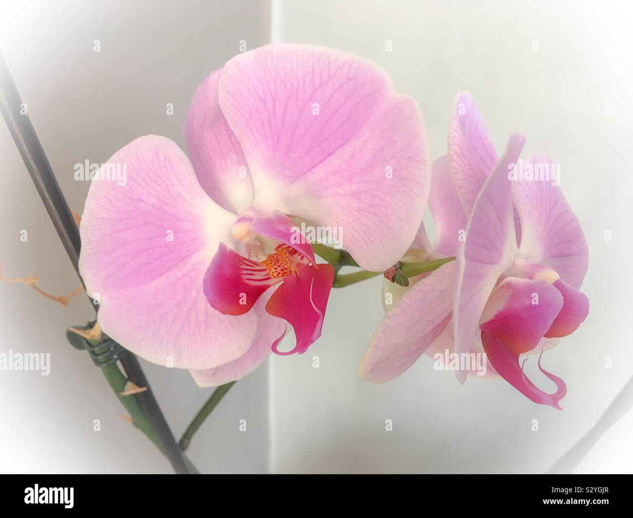 Rosa Orchideen in einem Wohnzimmer - Smartphone-aufgenommenes Stockfoto