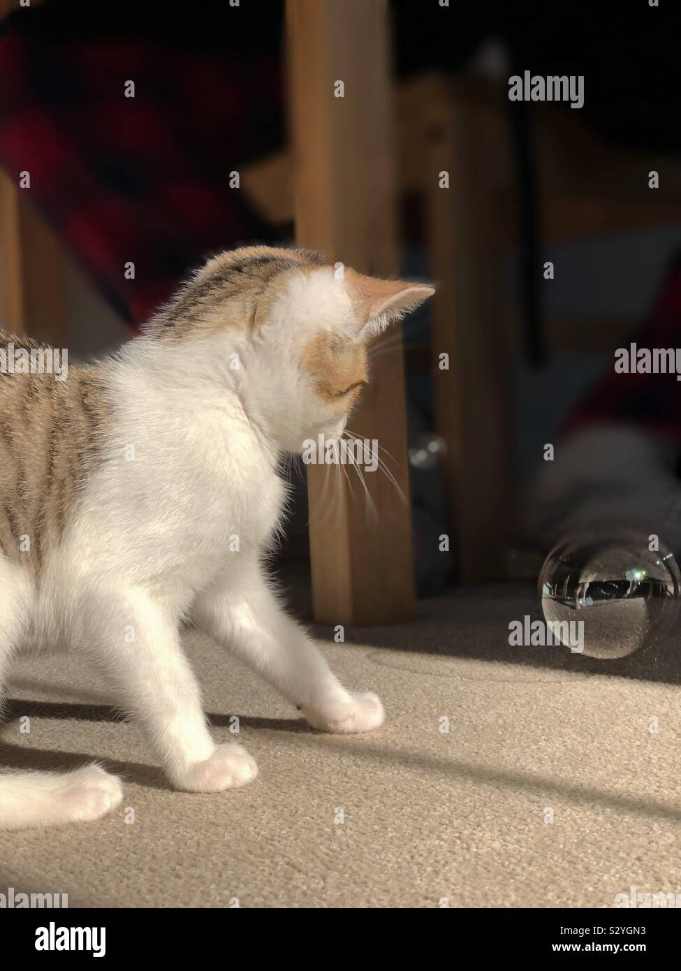 Kätzchen jagen Blasen Stockfoto