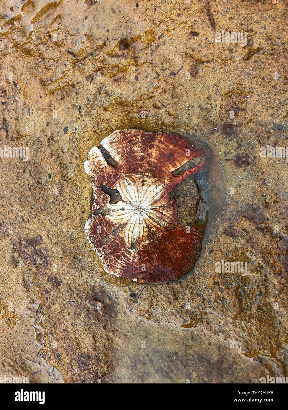 Ein eingebettetes Star Fish fossil. - Smartphone-aufgenommenes Stockfoto