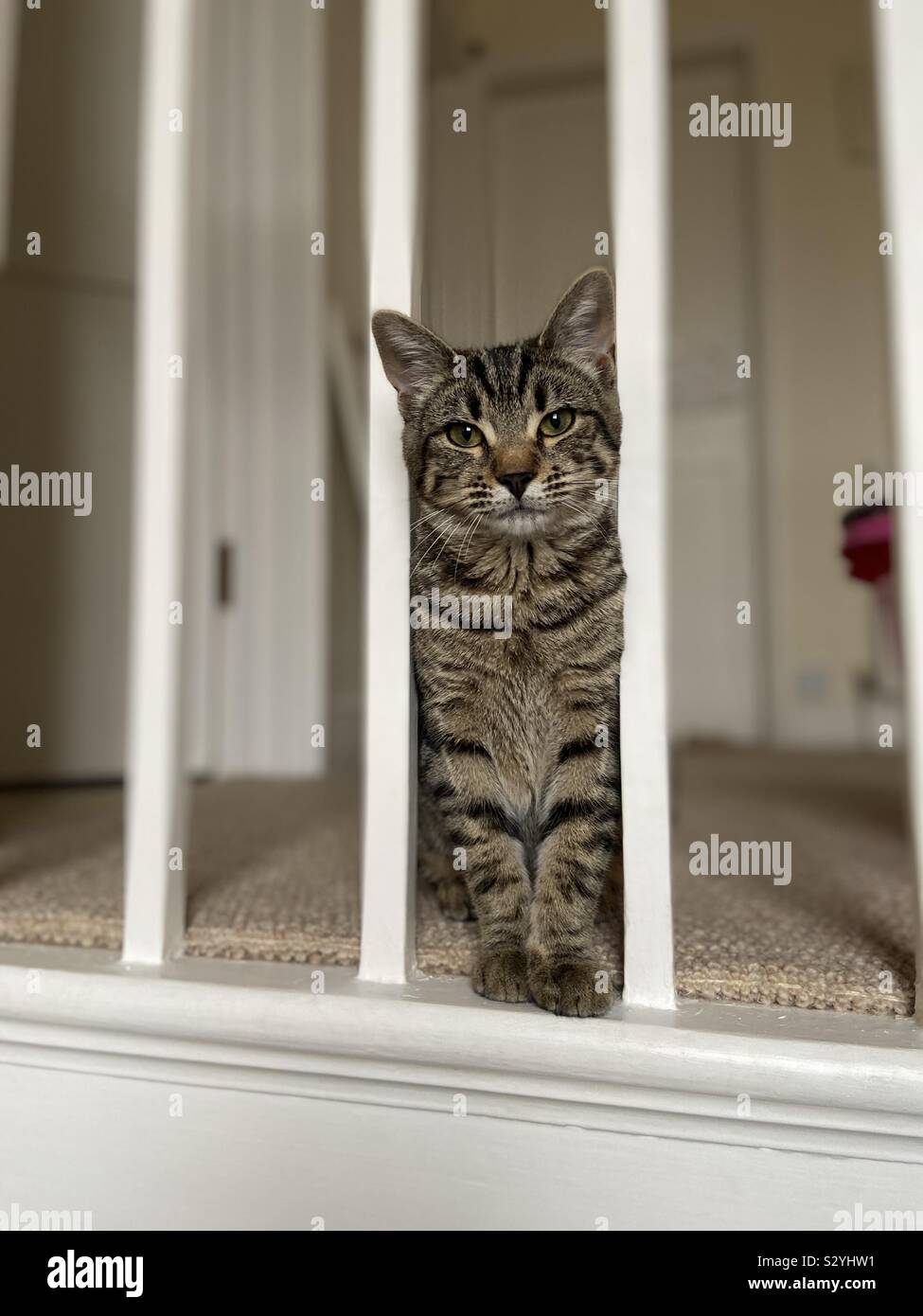Katze in Geländer Stockfoto