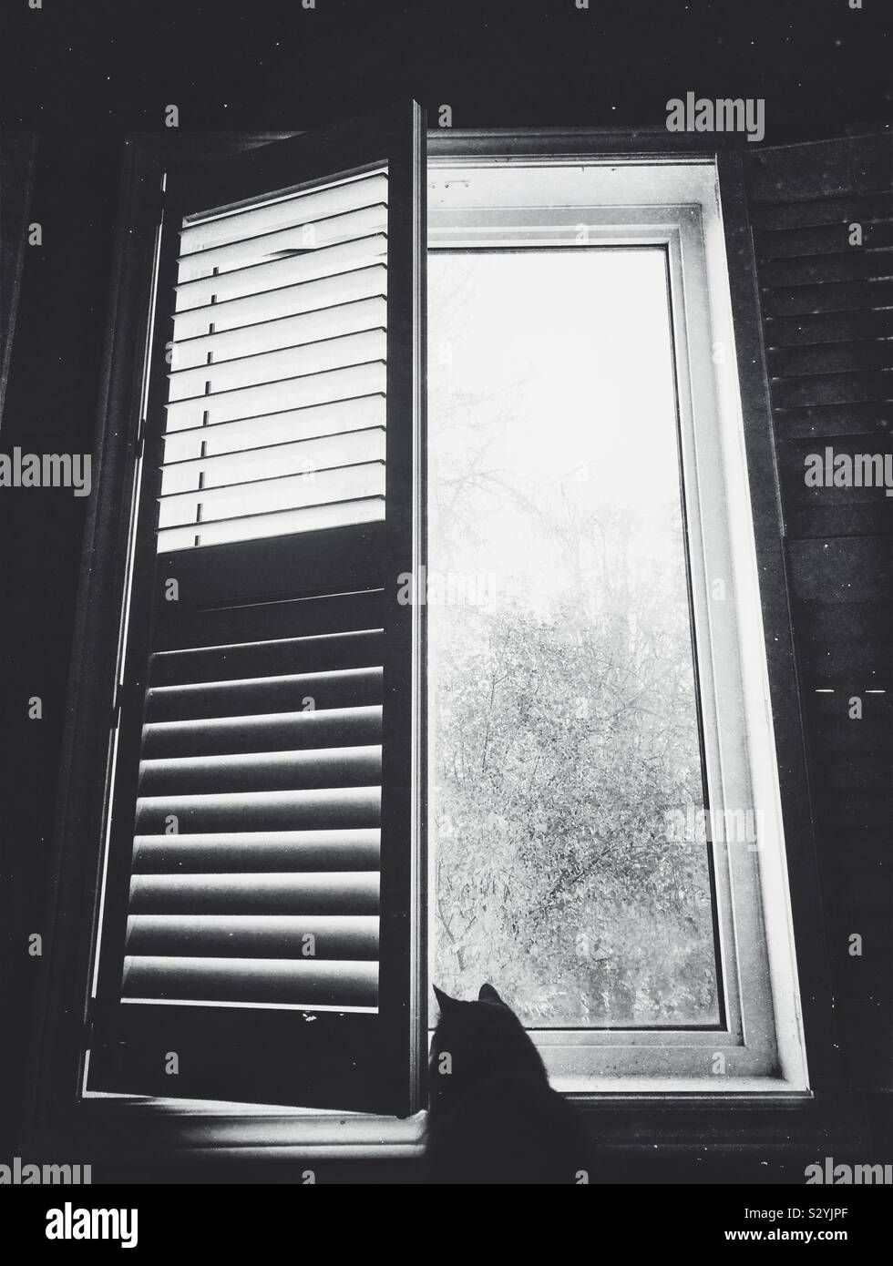 Silhouette der Katze heraus suchen Haus Fenster Stockfoto