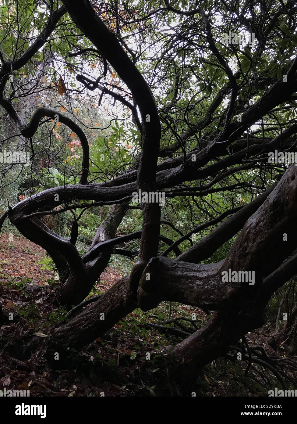 Kabelsalat der Bäume im Wald Stockfoto