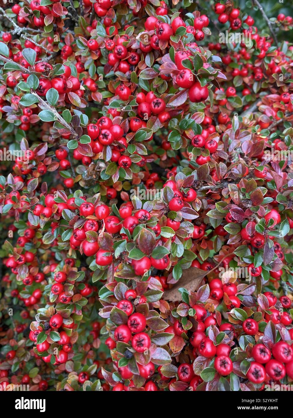 Bush mit vielen Beeren Stockfoto