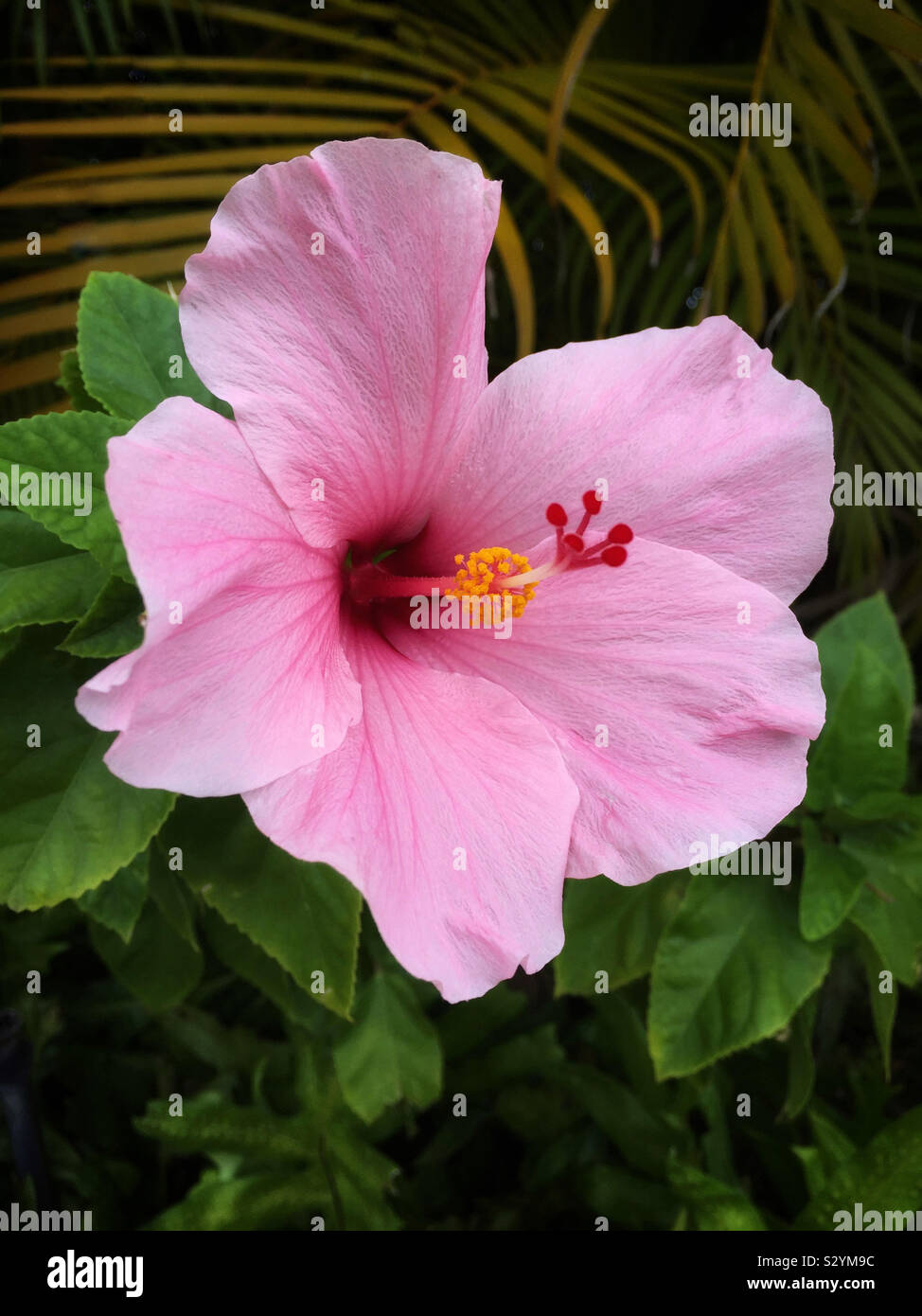 Rosa Hibiskus-Blume - Smartphone-aufgenommenes Stockfoto