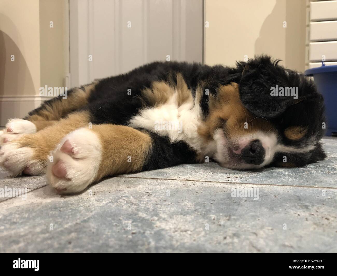 Berner Sennenhund Welpen 7 Wochen alt - Smartphone-aufgenommenes Stockfoto