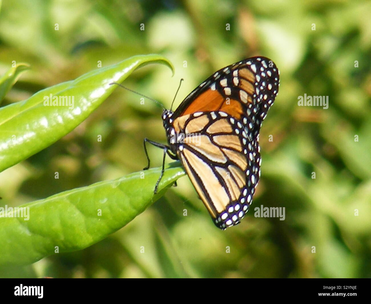 Monarch-Schmetterling Stockfoto