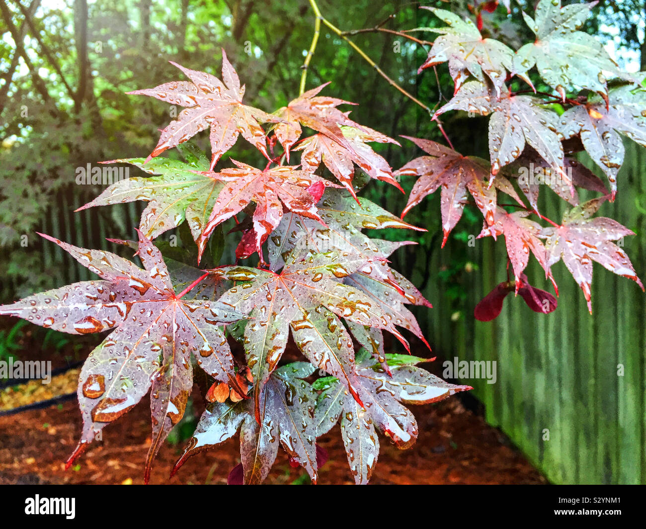Bunte rote und grüne Ahornblätter während der Sommersaison. Sie sind mit Regentropfen fallen. Stockfoto