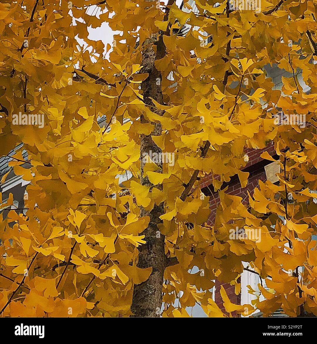 Ginkgo Biloba Baum im Herbst Stockfoto