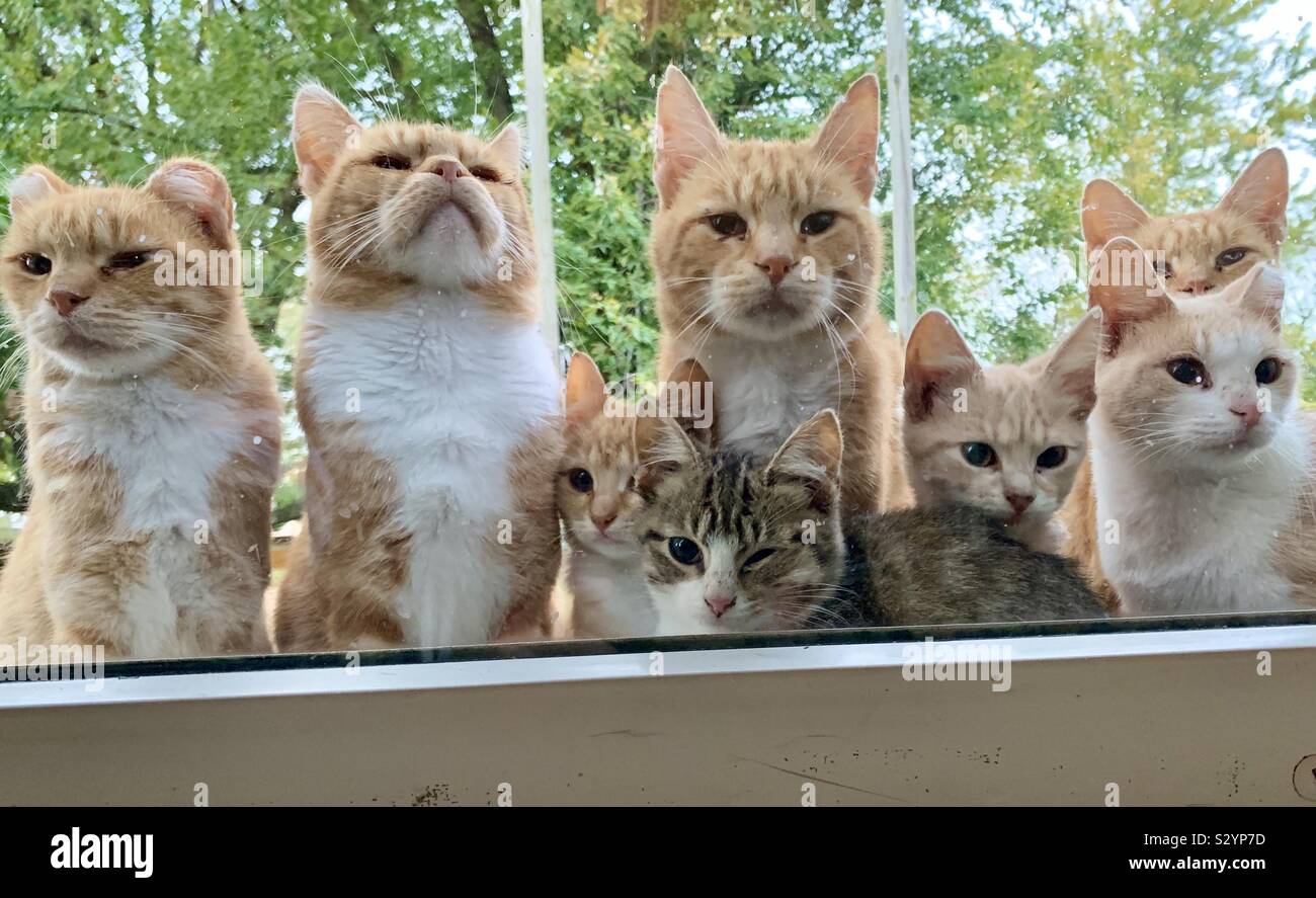 Eine Gruppe von Strapazen farm Katzen sitzen geduldig vor der Terrassentür warten auf Ihr Frühstück. Stockfoto