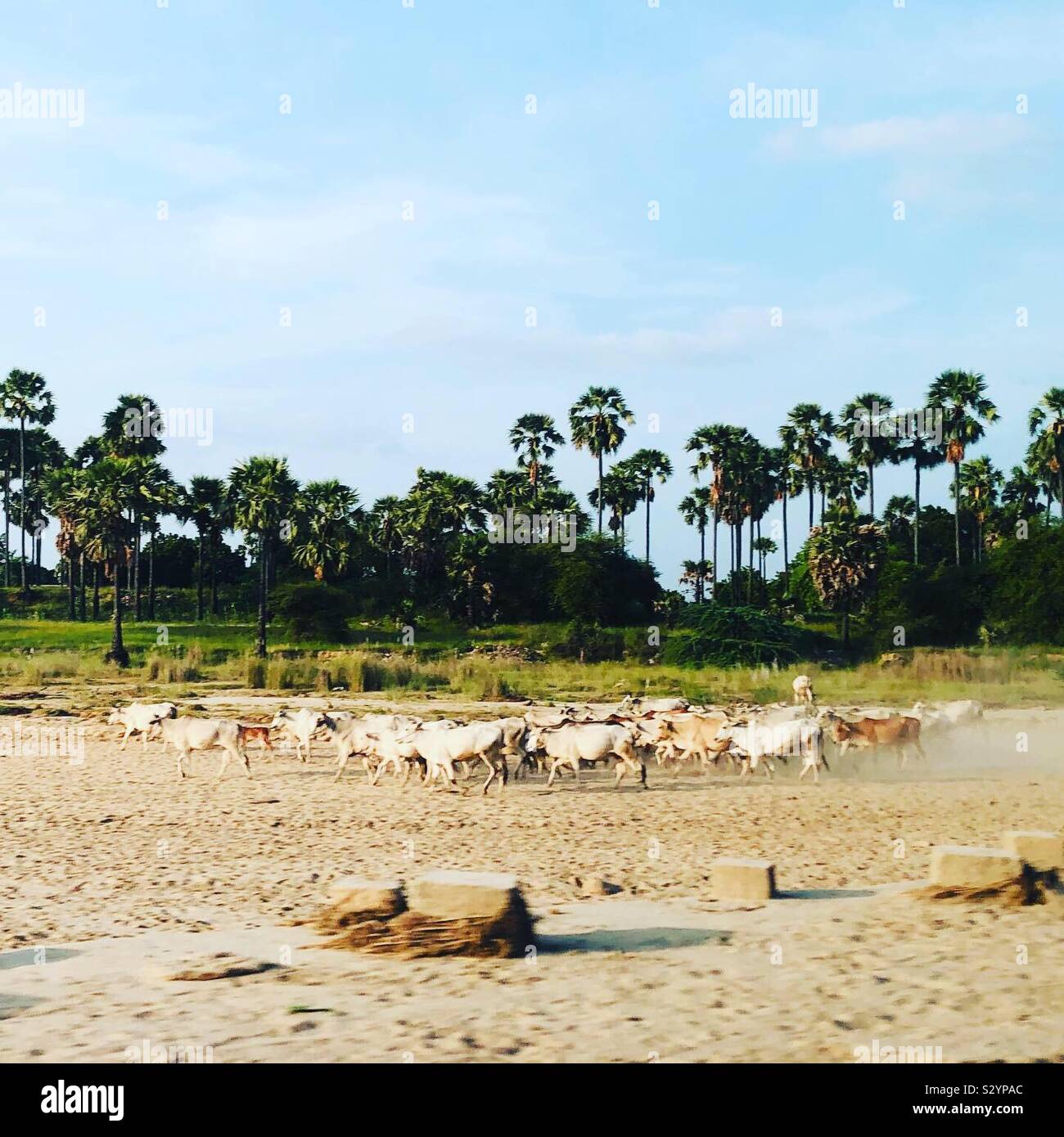 Eine Herde Kühe über den Sand in Myanmar. - Smartphone-aufgenommenes Stockfoto