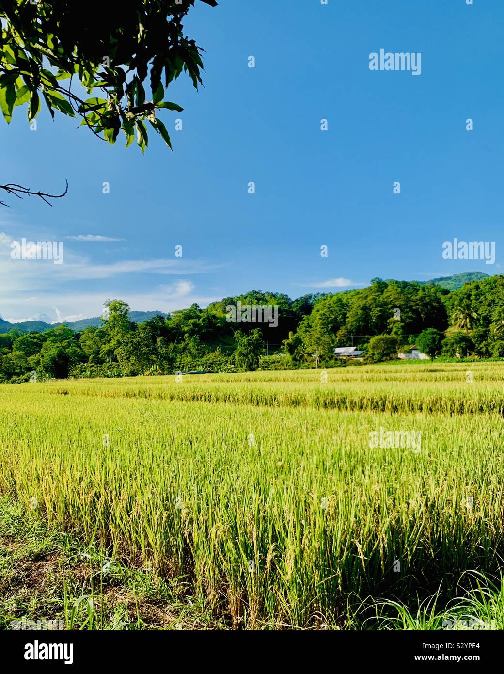 Reisfelder in Thailand. Stockfoto