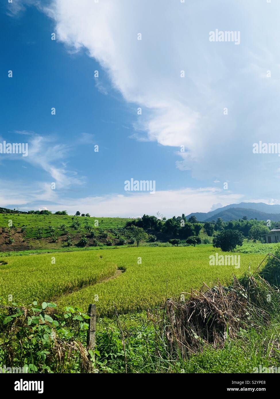 Reisfelder in Thailand. Stockfoto