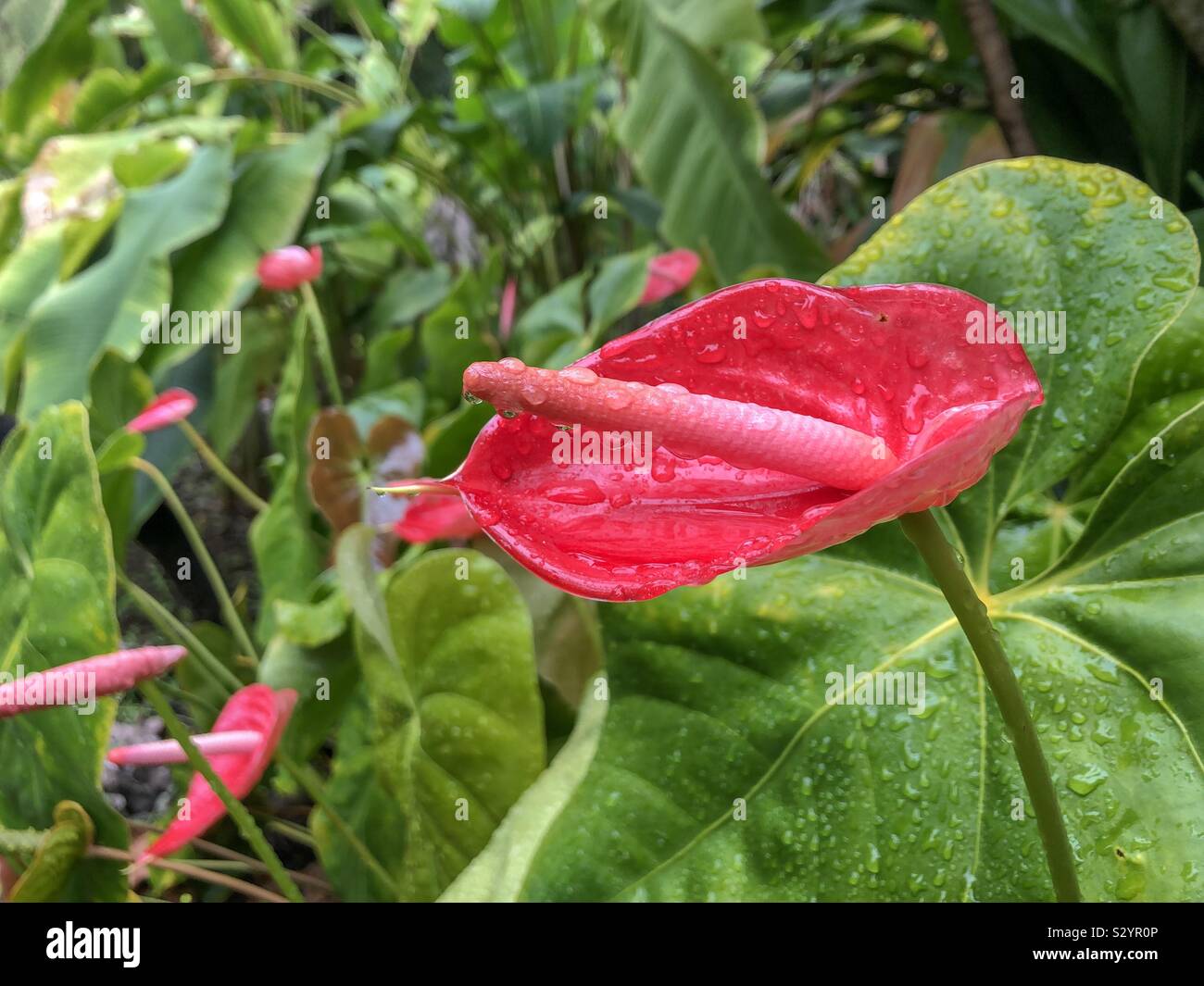 Eine rote Anthurie Blume mit Regentropfen vom Botanischen Garten in Puerto de la Cruz, Teneriffa. Stockfoto