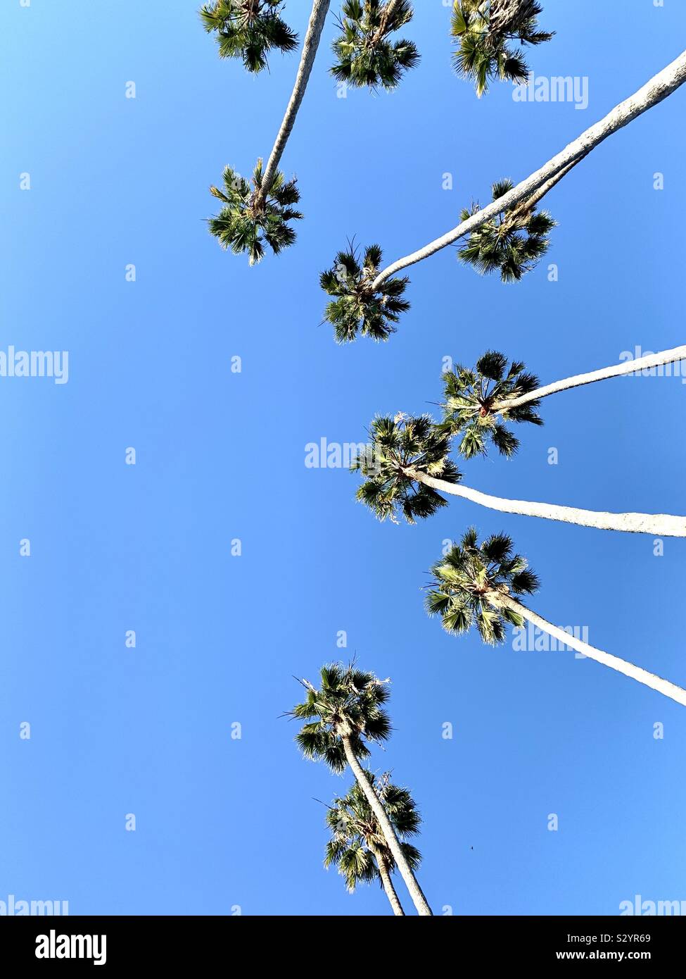 Palmen in Santa Barbara, Kalifornien, USA. Stockfoto