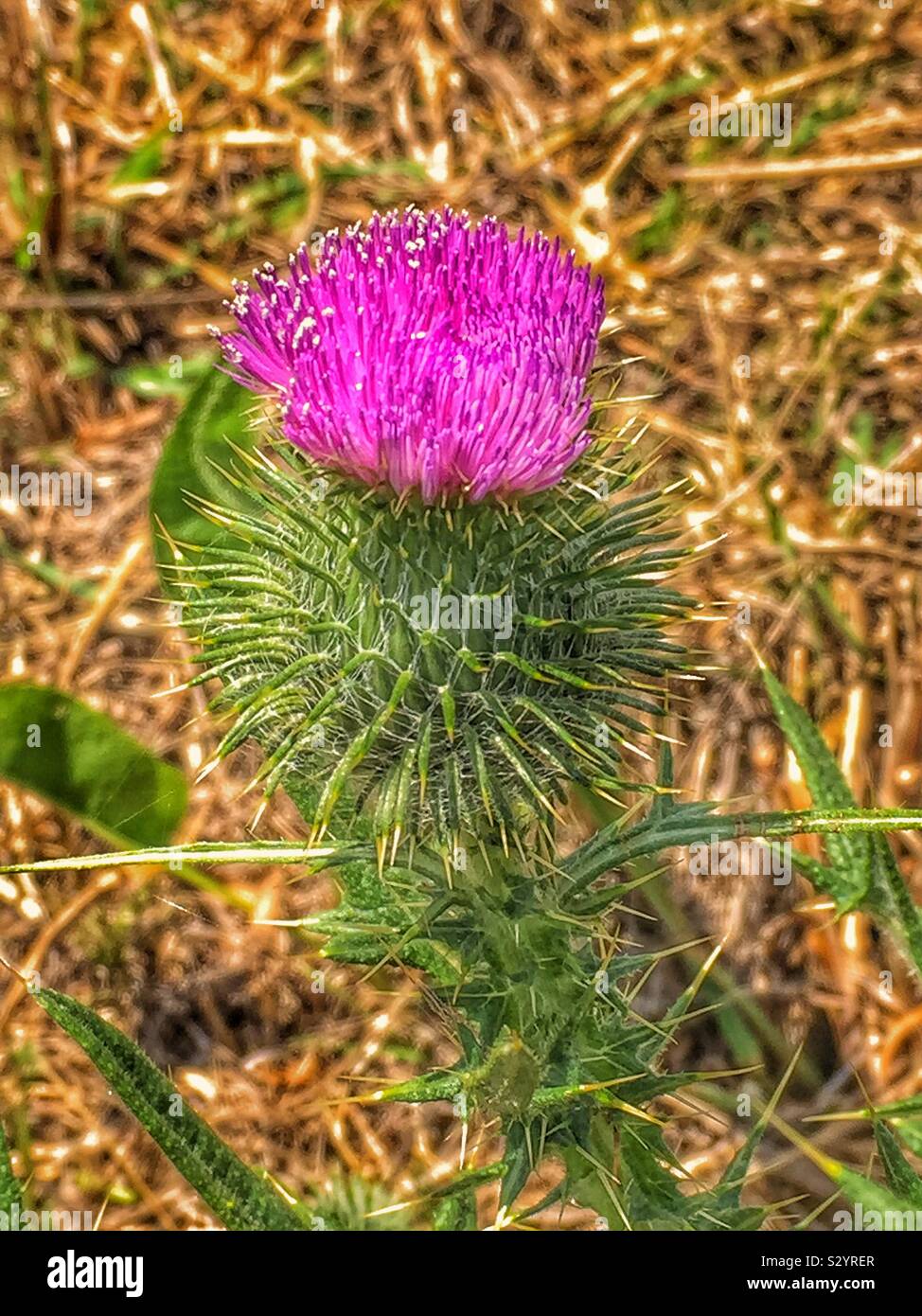 Schottische Distel Stockfoto