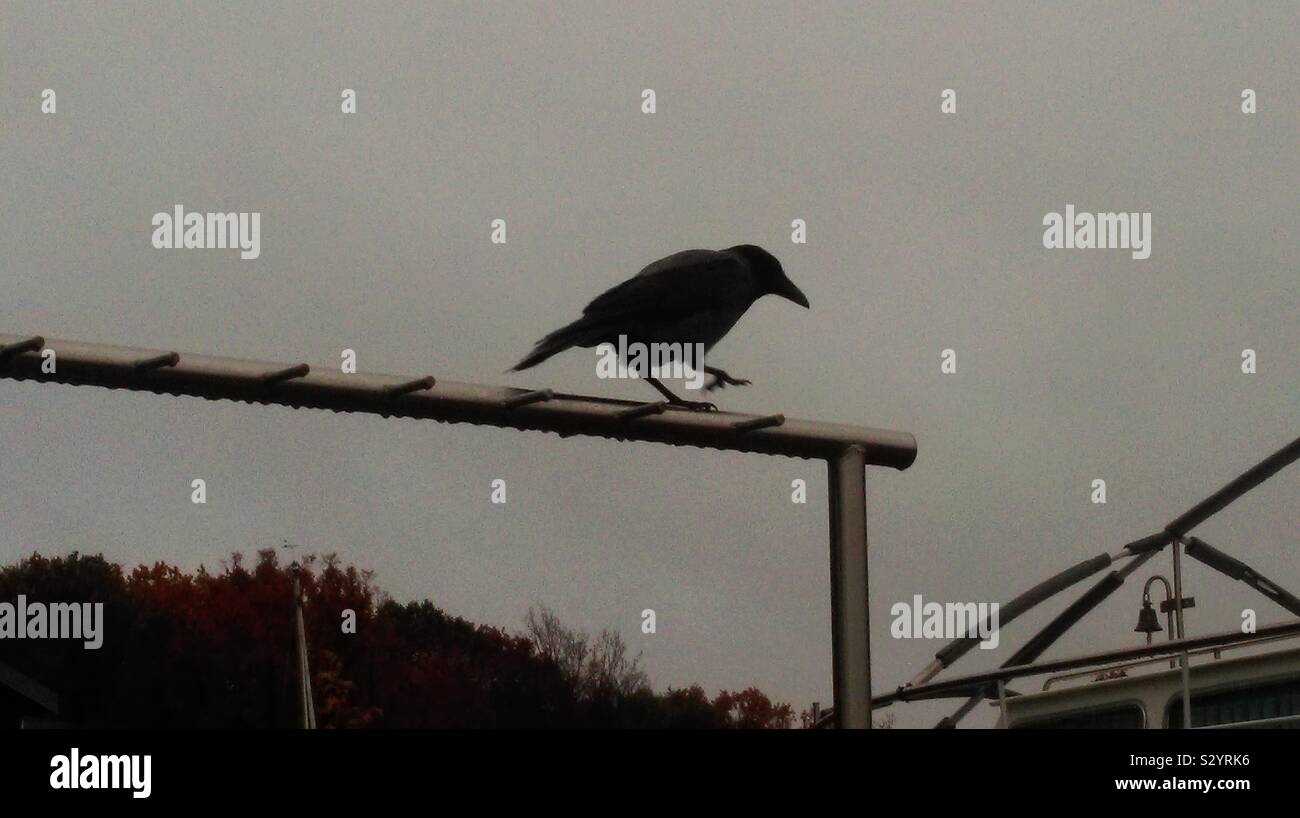 Raven morgen verlängern... Stockfoto