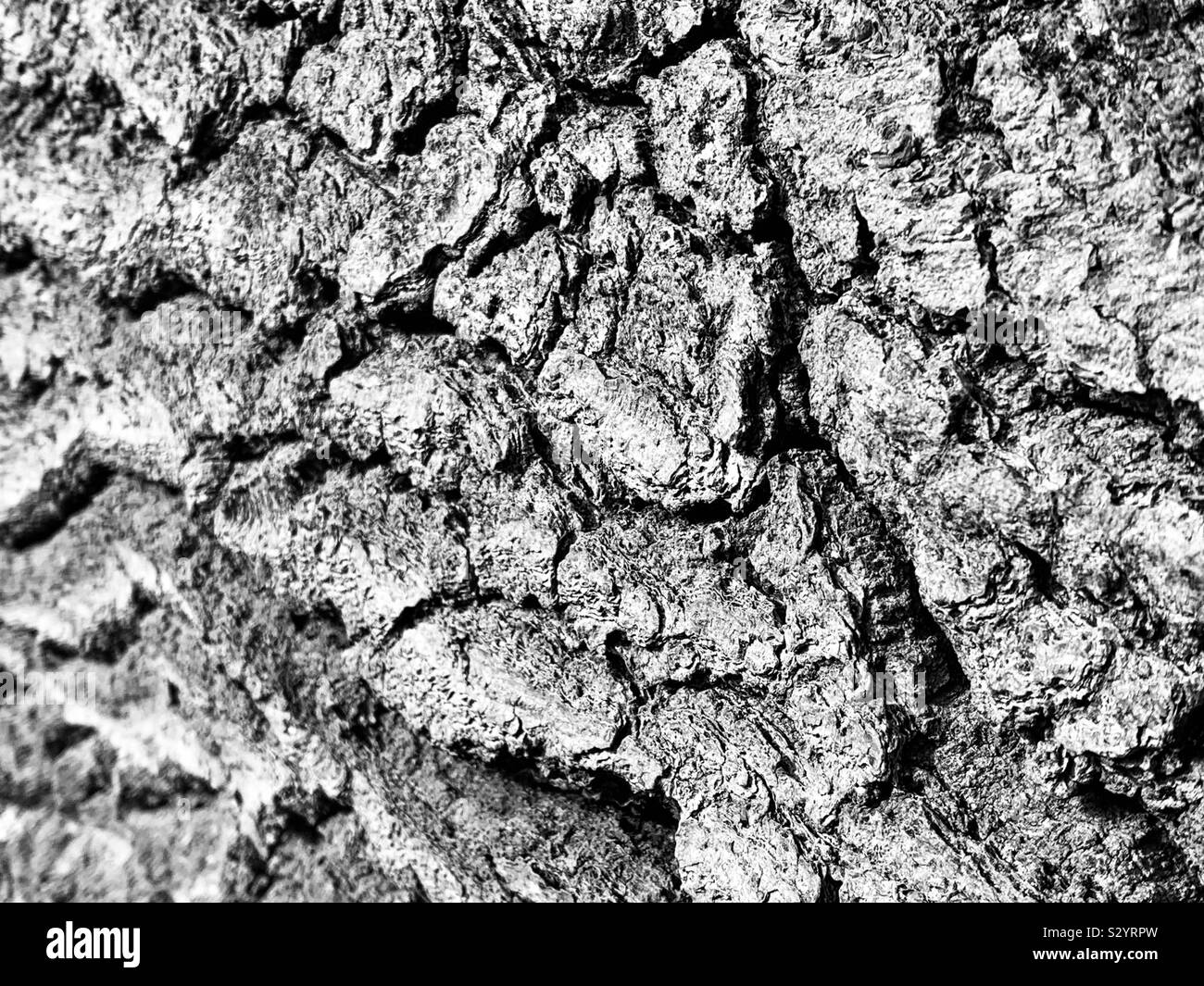 Knorrige Holz mit Rinde am gefallenen Baum Stockfotografie - Alamy