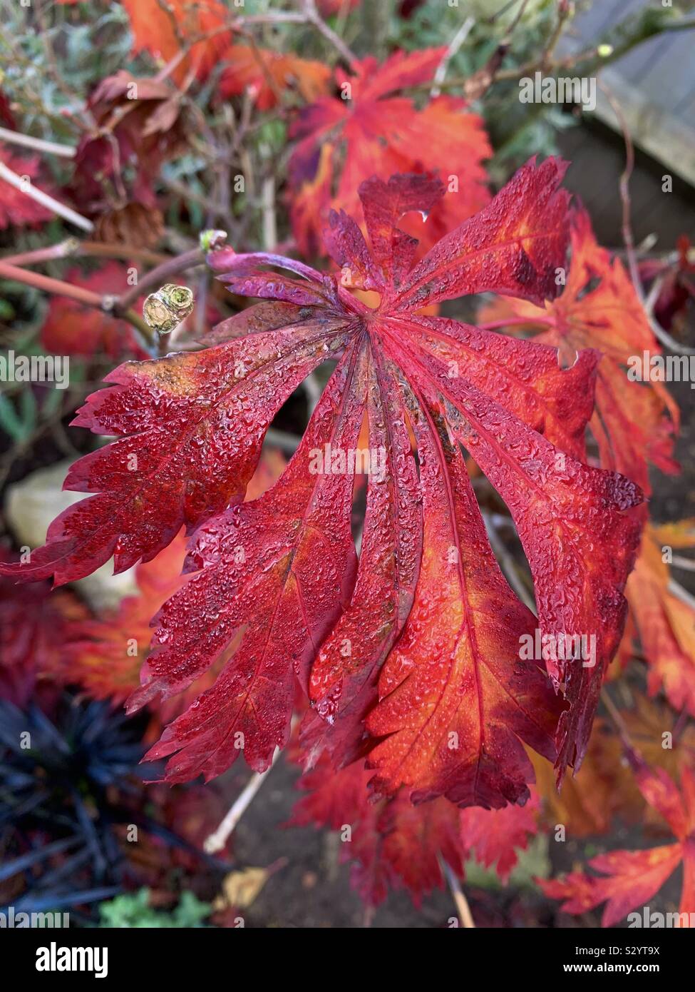 Acer Japonica Blatt wurde rot und orange im Herbst Stockfoto