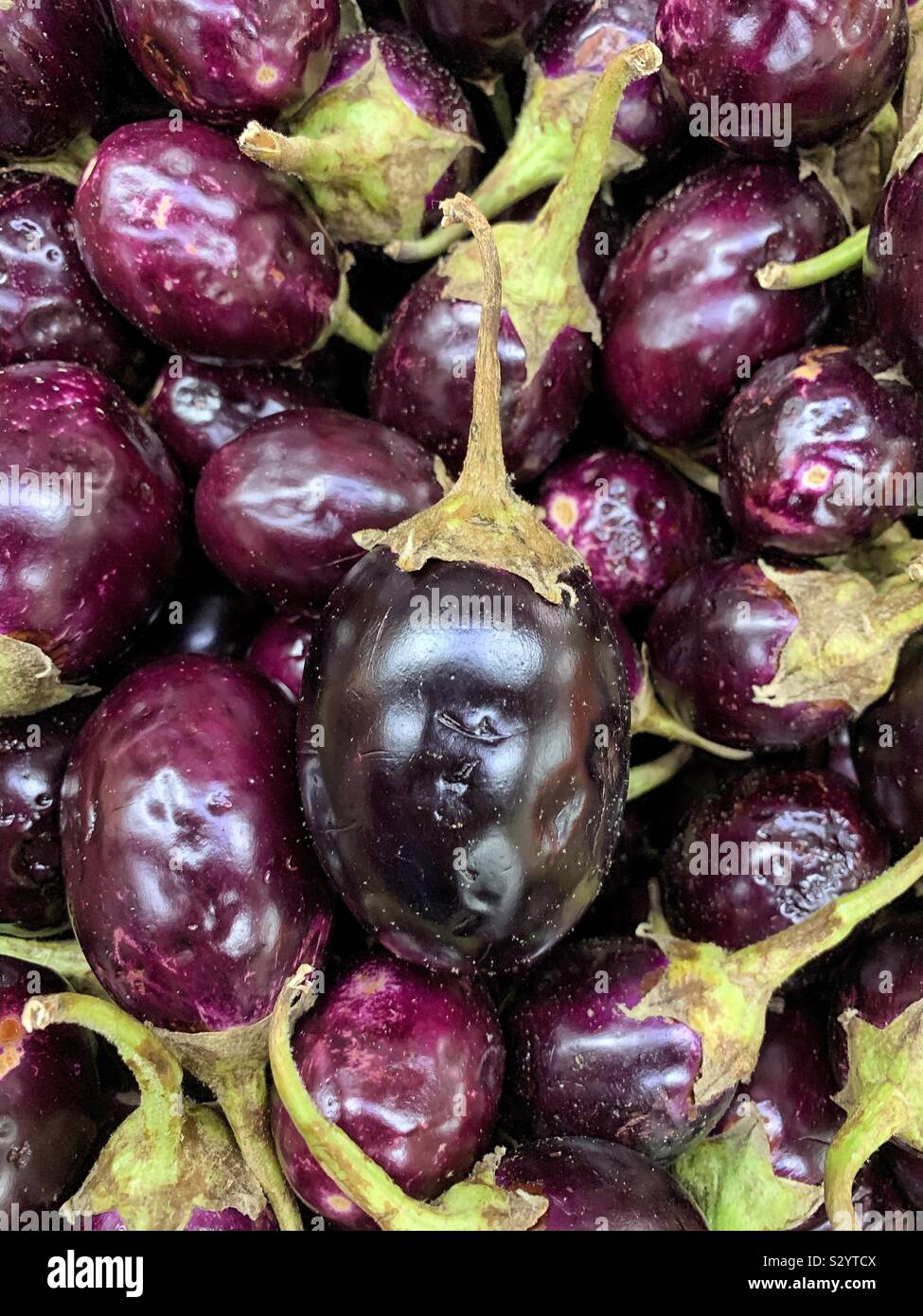 Baby violett Aubergine Stockfoto