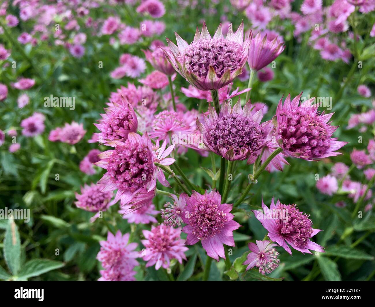 Astrantia Blumen Stockfoto